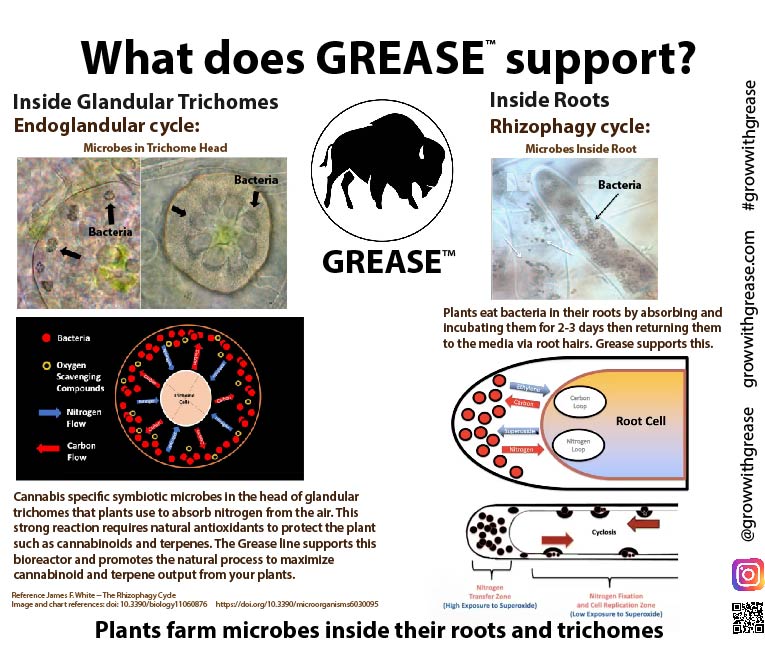 Glandular Trichomes: Nature’s Bioreactors for Nitrogen Fixation and Antioxidant Protection