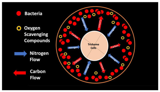 Ion Channels and Their Role in the Production of Cannabinoids and Terpenes in Plants
