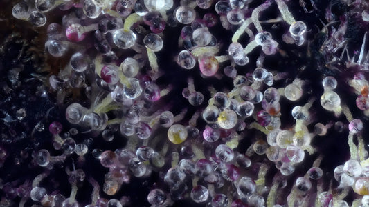 How Increasing Surface Area and More Trichomes Lead to Faster Growth Across All Plant Species