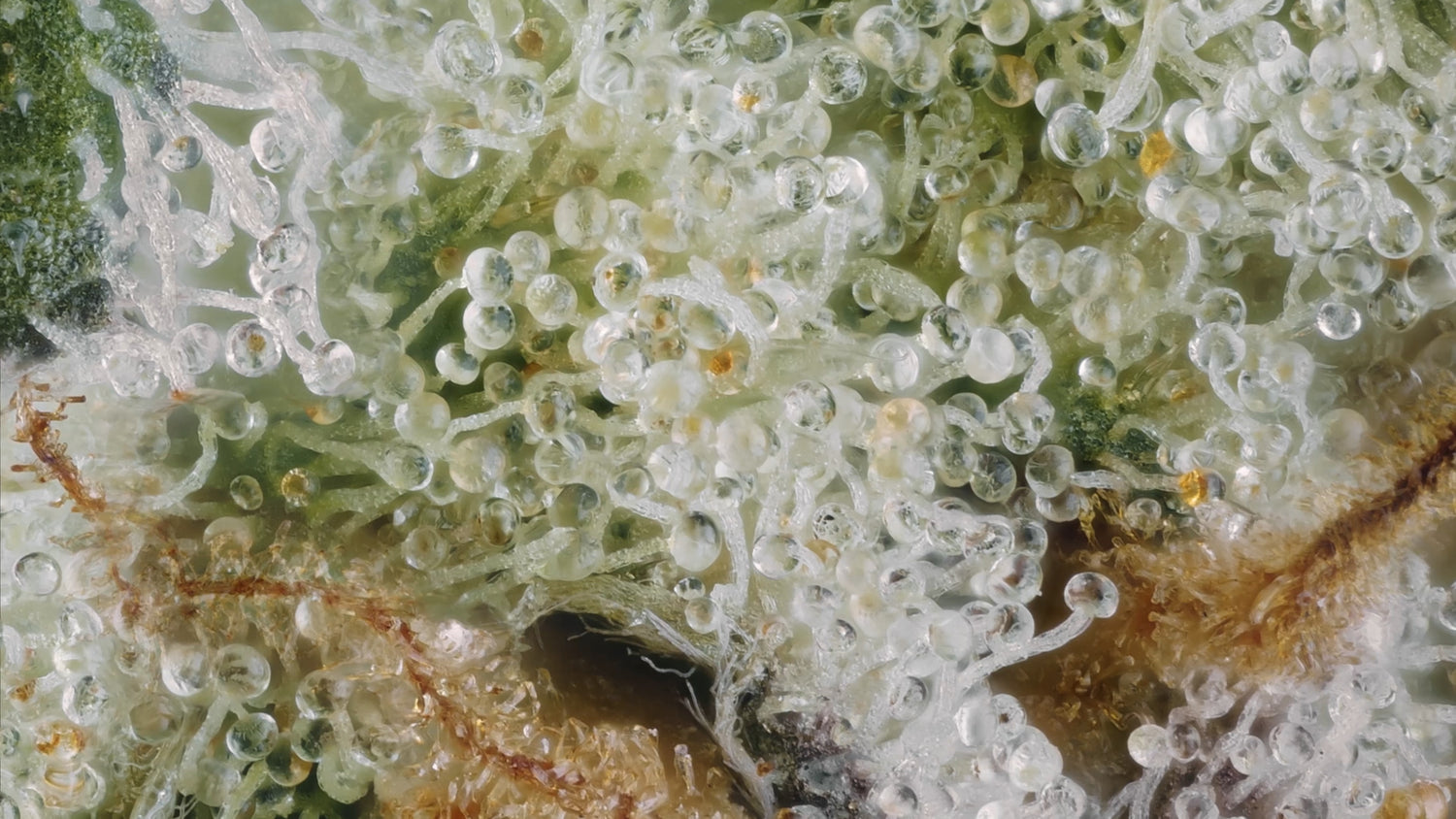 Grease Nutrients, Grow with Grease, Grease for Plants, Grease for Soil, @growwithgrease