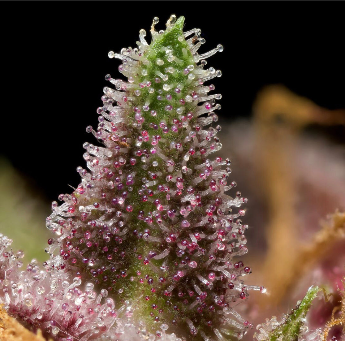 GREASE, Cannabinoid Booster, Cannabinoid, Increase Potency, Cannabis, growwithgrease